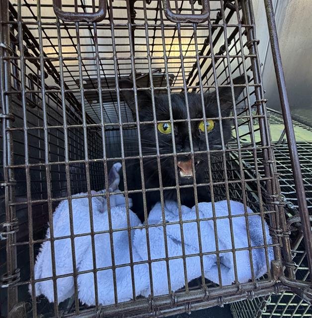 BLACKIE - Domestic Short Hair available for adoption