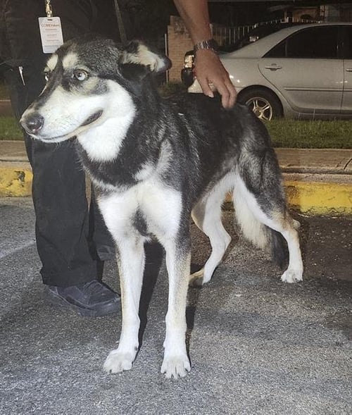 QUEEN - Husky available for adoption