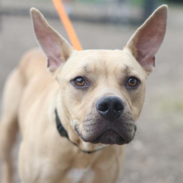 LAYLA - American Staffordshire Terrier available for adoption