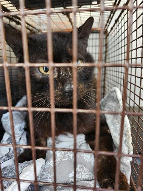 BLACKJACK - Domestic Medium Hair available for adoption