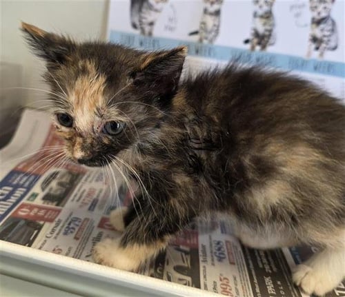 XYLA - Domestic Short Hair available for adoption