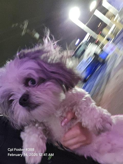 BLUE - Shih Tzu available for adoption