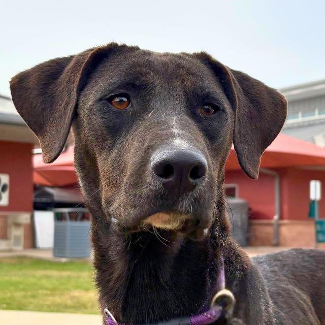 WANDA - Labrador Retriever available for adoption
