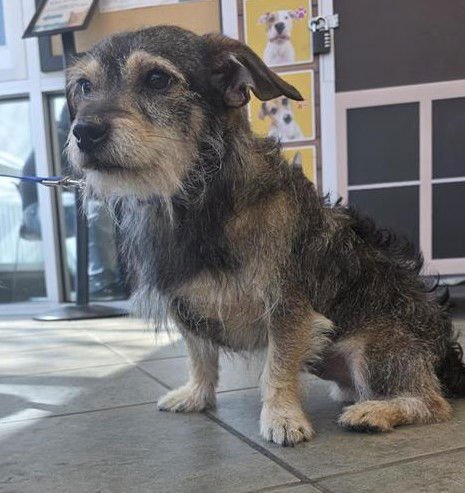 BROWNIE - Terrier available for adoption