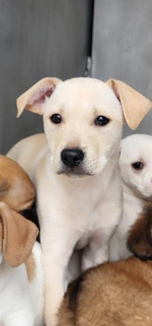 BRIOCHE - American Staffordshire Terrier available for adoption