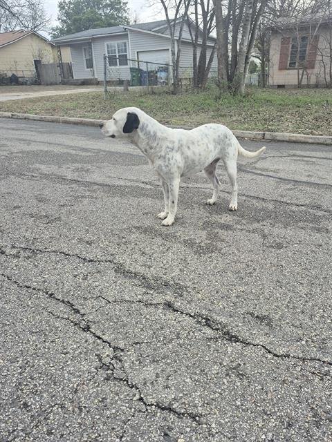 TUXIE - American Staffordshire Terrier available for adoption