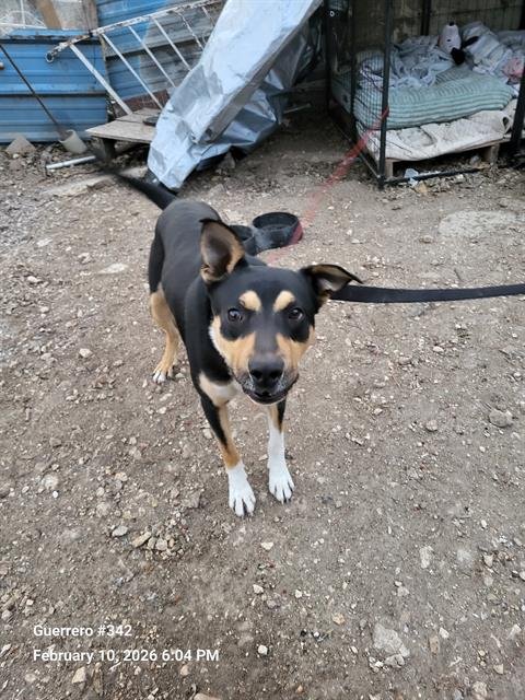 FLASH - Rottweiler available for adoption