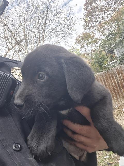 BLUSH - Labrador Retriever available for adoption
