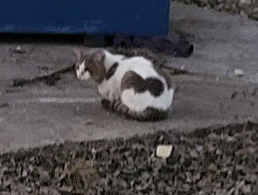 TURBO - Domestic Short Hair available for adoption