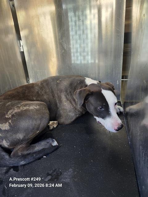 CARNOR - American Staffordshire Terrier available for adoption