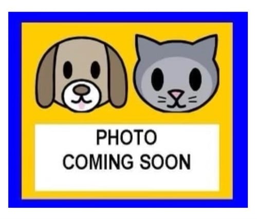 BROWNIE - Labrador Retriever available for adoption