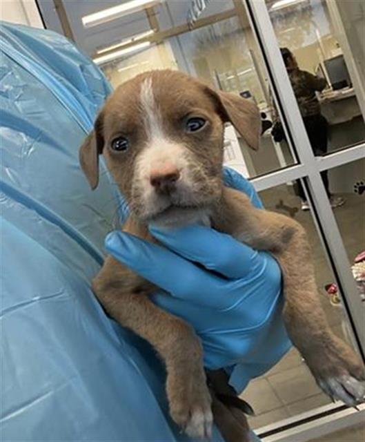 ROMEO - American Staffordshire Terrier available for adoption