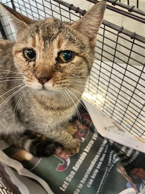 ANDREA - Domestic Short Hair available for adoption