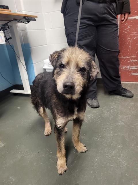 BLAKE - Miniature Schnauzer available for adoption