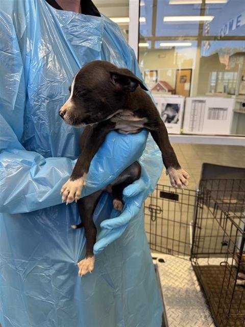 SAM - Chihuahua available for adoption