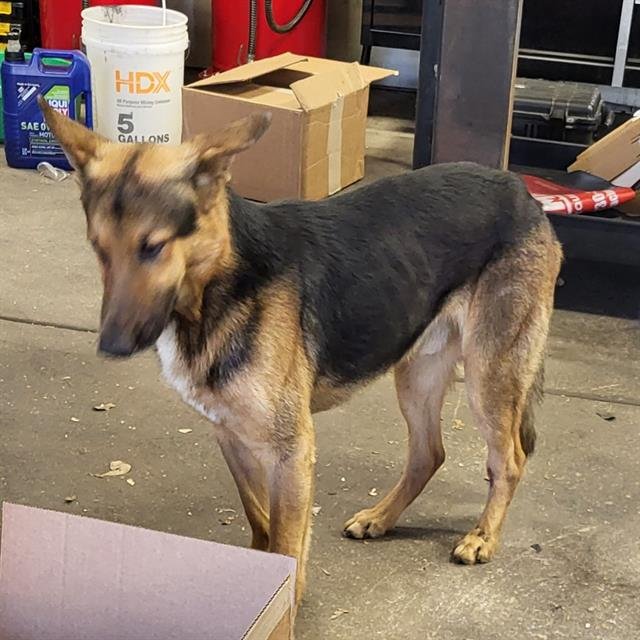 ANGEL - German Shepherd Dog available for adoption