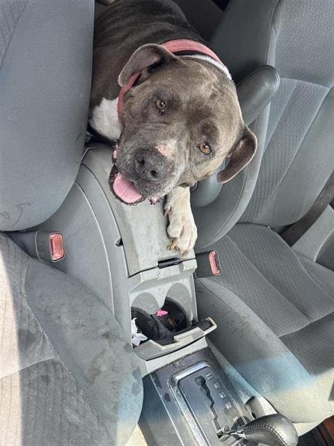 BUBBLES - American Staffordshire Terrier available for adoption