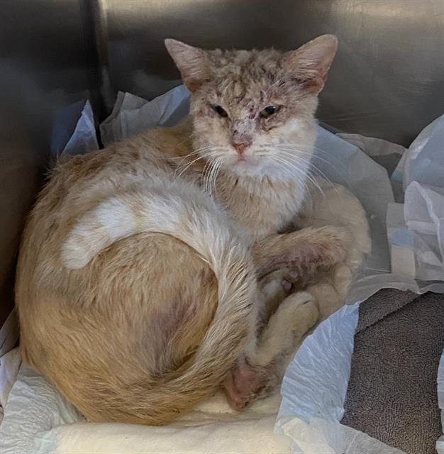 STEVEN - Domestic Short Hair available for adoption