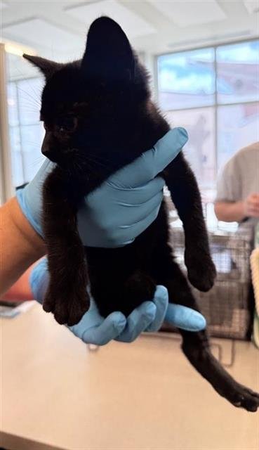 SKYE - Domestic Short Hair available for adoption