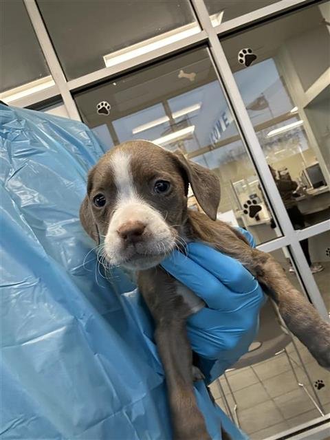 TRINITY - American Staffordshire Terrier available for adoption