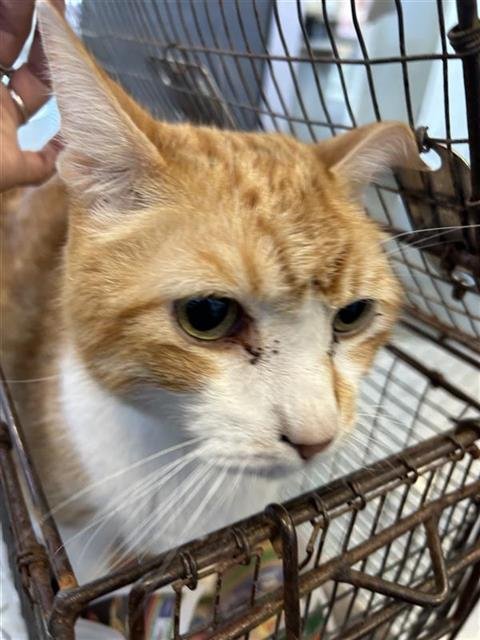 BEAN - Domestic Short Hair available for adoption