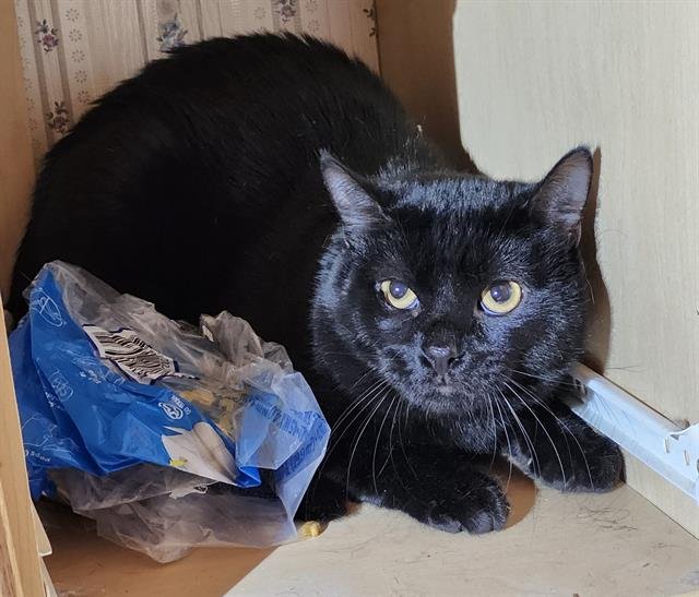 BASIM - Domestic Short Hair available for adoption