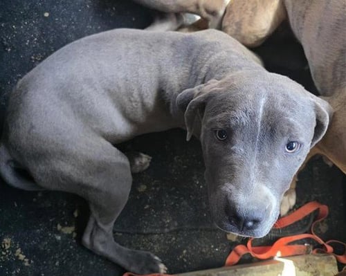 KALLI - American Pit Bull Terrier available for adoption