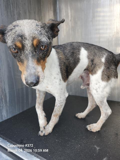 TANK - Rat Terrier available for adoption