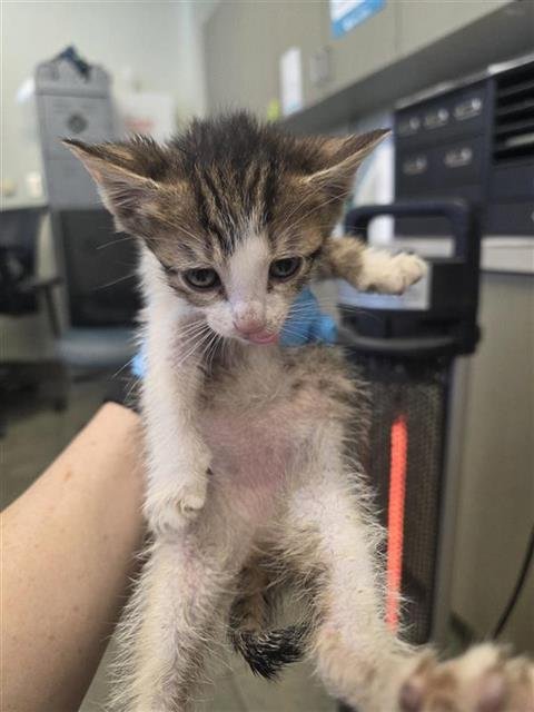 KIT 5 - Domestic Short Hair available for adoption