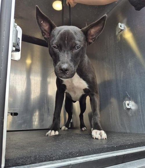 ONYX - American Staffordshire Terrier available for adoption