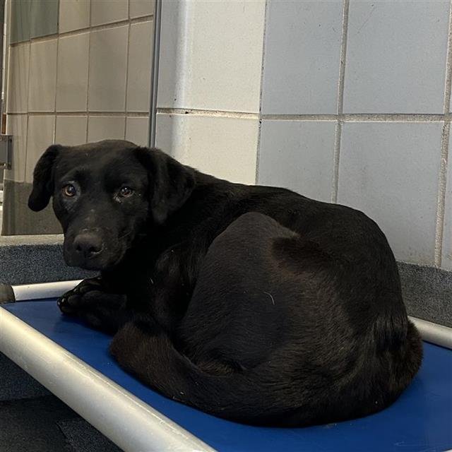 HOPE - Labrador Retriever available for adoption