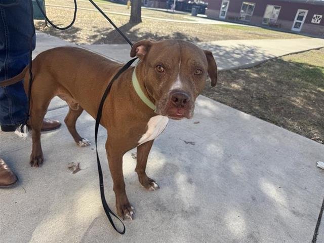 WATSON - American Staffordshire Terrier available for adoption