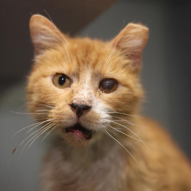 BIRDIE - Domestic Short Hair available for adoption