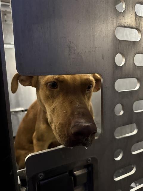 AMBER - Hound available for adoption