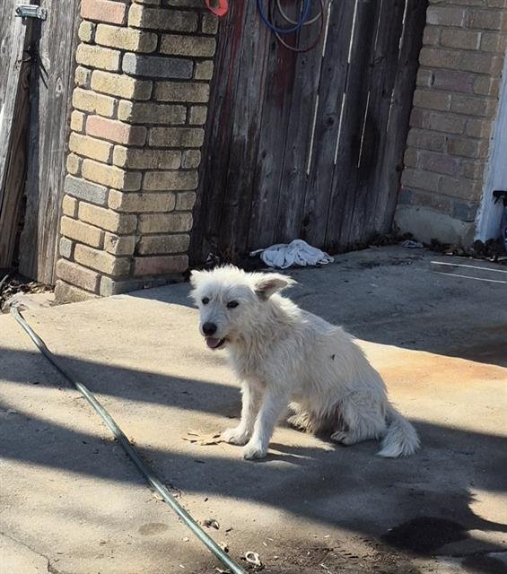 TOFU - Terrier available for adoption