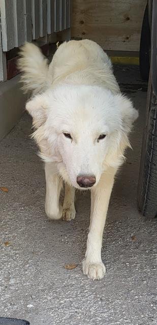 BETTY - Husky available for adoption