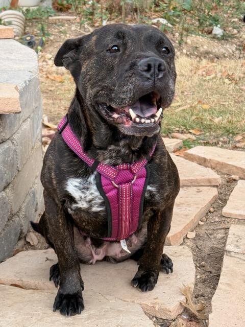 WILLOW - American Staffordshire Terrier available for adoption