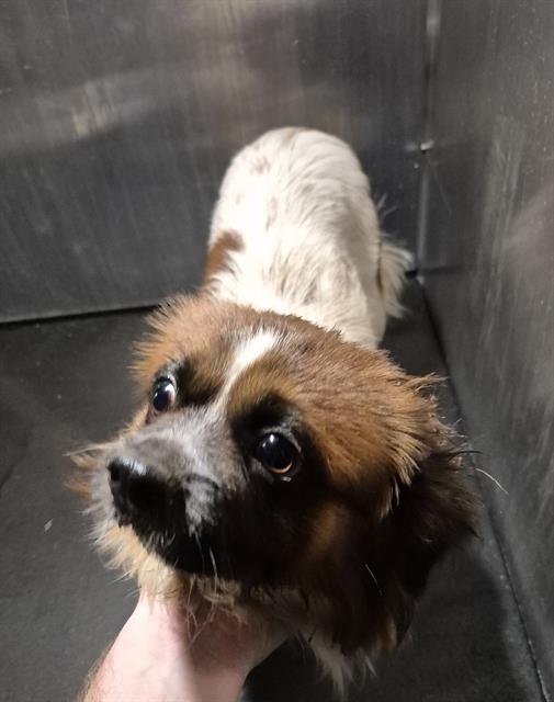 ROLLY - Pomeranian available for adoption