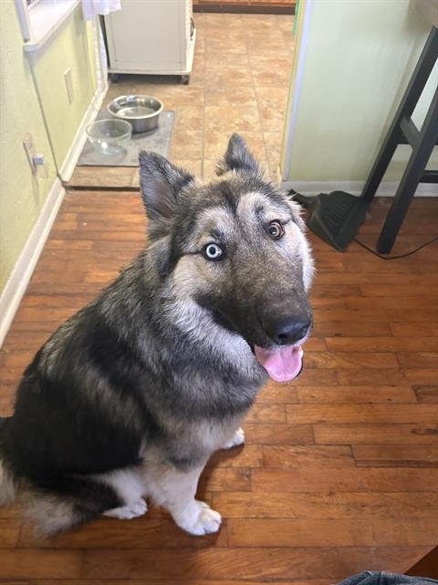 BEAR - German Shepherd Dog available for adoption