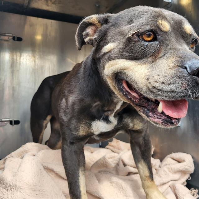 MOXIE - American Staffordshire Terrier available for adoption