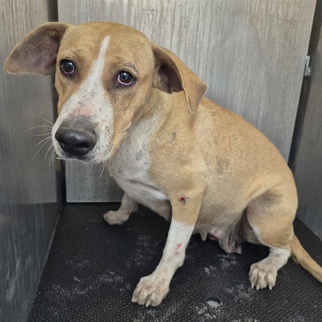 REMI - Terrier available for adoption