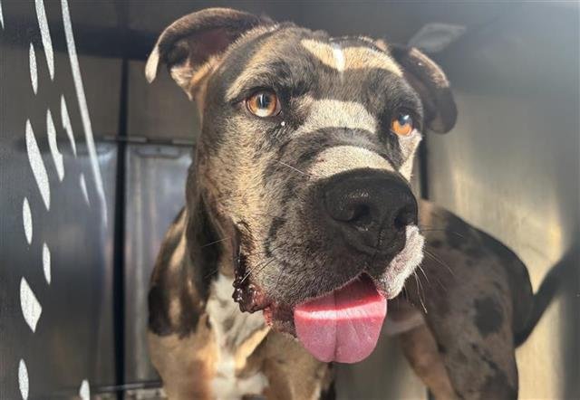 BRUTUS - American Staffordshire Terrier available for adoption