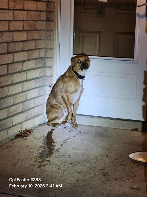 DRAKO - Pit Bull Terrier available for adoption