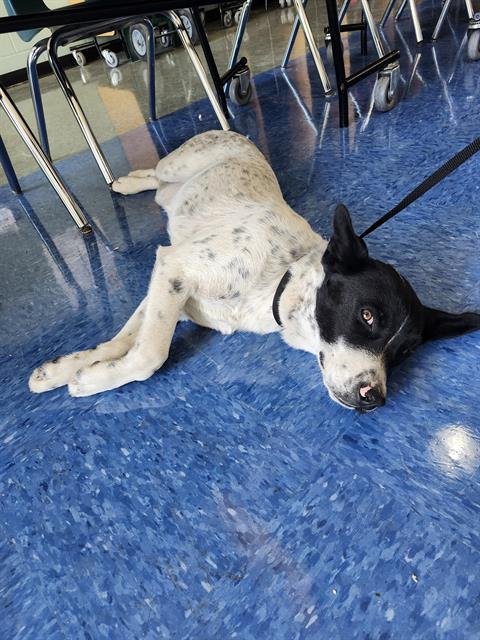 LAZY BOY - Border Collie available for adoption