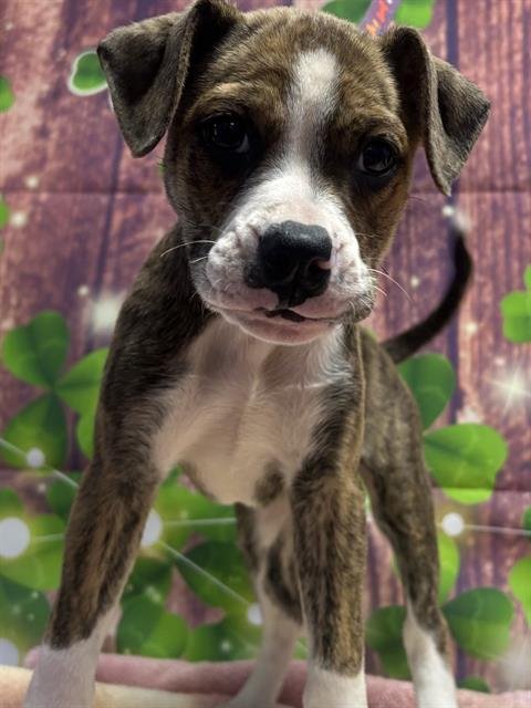 SPORTY SPICE - Boxer available for adoption