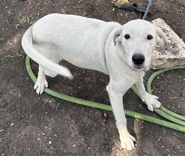 WERO - Labrador Retriever available for adoption