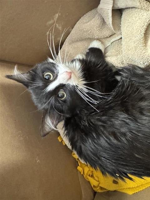 A796296 - Domestic Short Hair available for adoption