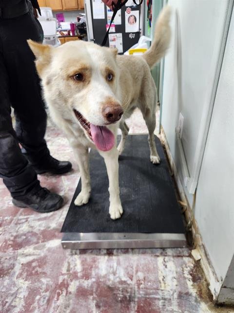 BARKLEY - Siberian Husky available for adoption