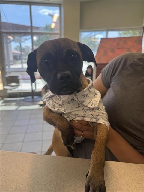 BABY - Pug available for adoption