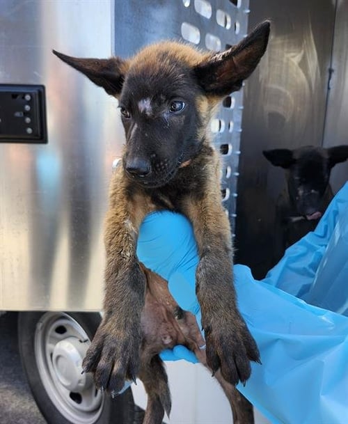 A814329 - Belgian Shepherd Malinois available for adoption